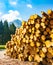 Pile of logs near Sella Nevea