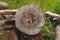 Pile of logs. timber background. untreated wood