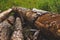 Pile of logs. timber background. untreated wood