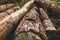 Pile of logs. timber background. untreated wood