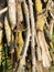 A pile of logs with yellow moss. A wooden texture