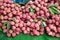 Pile of lychee