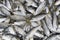 Pile of mackarel fish ikan kembung