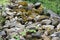 A pile of middle size stones in the forest overgrown with moss and grass.