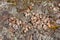 Pile of moose litter, which is used as fertilizer in the northern countries, in a pine forest