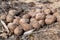 Pile of moose litter, which is used as fertilizer in the northern countries, in a pine forest, close up