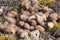 Pile of moose litter, which is used as fertilizer in the northern countries, in a pine forest, close up