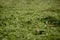 Pile of mown lawn grass in the spring garden. Pile of fresh hay