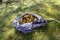 Pile of mushrooms in a blue scarf in the grass, Suillus grevillei edible forest mushroom