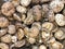 Pile of mushrooms on market closeup