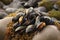 Pile of mussels on sea stone. Generate ai