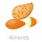 Pile of nuts vector illustration almonds