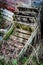 Pile of old fruit boxes overgrown with grasses