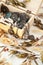 Pile of old vintage jewelry and a pocket watch in a wooden box close-up