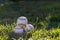 Pile of old, worn baseballs sitting in the grass on a warm, sunny afternoon