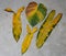 A pile of old, yellowing and browning leaf of variety of Philodendrons on the floor