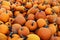 Pile of orange different size pumpkins at a pumpkin pile on a local halloween fair ground