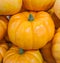 pile of orange pumpkins, Cucurbita maxima