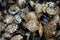 Pile of oyster shells at pearl farm, Vanua Levu island, Fiji