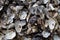 Pile of oyster shuck background