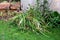 Pile of partially dried light green to brown daylily flowering plants elongated narrow leaves left in local home garden