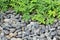 Pile pebbles stone and green leaf