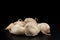 Pile piece of fresh garlic group ingredient isolated on black background