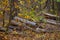 Pile of pine tree trunk lie in a forest