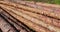 a pile of pine trunks for further processing at a sawmill