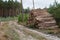 A pile of pine wood in the forest. Logs stacked along a forest r