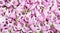 A pile of pink flower buds  background texture