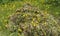 Pile of pulled dandelions