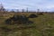 Pile of pulp in the field. Waste from the processing