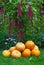 A pile of pumpkins and amaranth plant