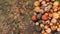 Pile of pumpkins on a ground close-up top view 4K