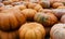 A pile of pumpkins ready to be carved.