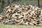 A pile of punctured firewood. Harvested wood for the stove