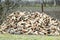 A pile of punctured firewood. Harvested wood for the stove