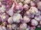 Pile of purple garlic
