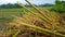 Pile of rice straw. The process of harvesting rice with semi-modern machinery.