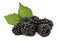 Pile of ripe blackberry with green leaves (isolated)