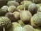 Pile of ripe durian fruit ready to sale.