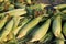 Pile of ripe ears of sweet corn bathed in bright yellow sunlight horizontal background