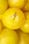 Pile of ripe juicy organic yellow plums at farmers market. Autumn fall produce. Vivid colors. Monochrome food poster banner