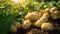 Pile of ripe potatoes on ground in field. Generative AI