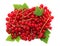 Pile of ripe redcurrant berries on green leaves (isolated)