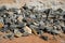 Pile Of Rocks I.E. Lithium Mining And Natural Resources Like Limestone Mining In Quarry. Natural Zeolite Rocks Are Excavated With