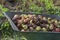 Pile of rotted garden apples collected in a garden cart