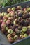 Pile of rotted garden apples collected in a garden cart