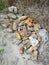 Pile of rotten papaya fruit on the ground